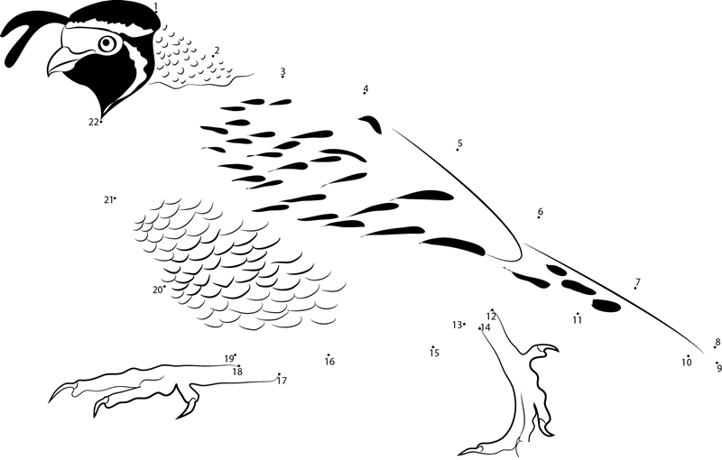 California Quail Run printable dot to dot worksheet