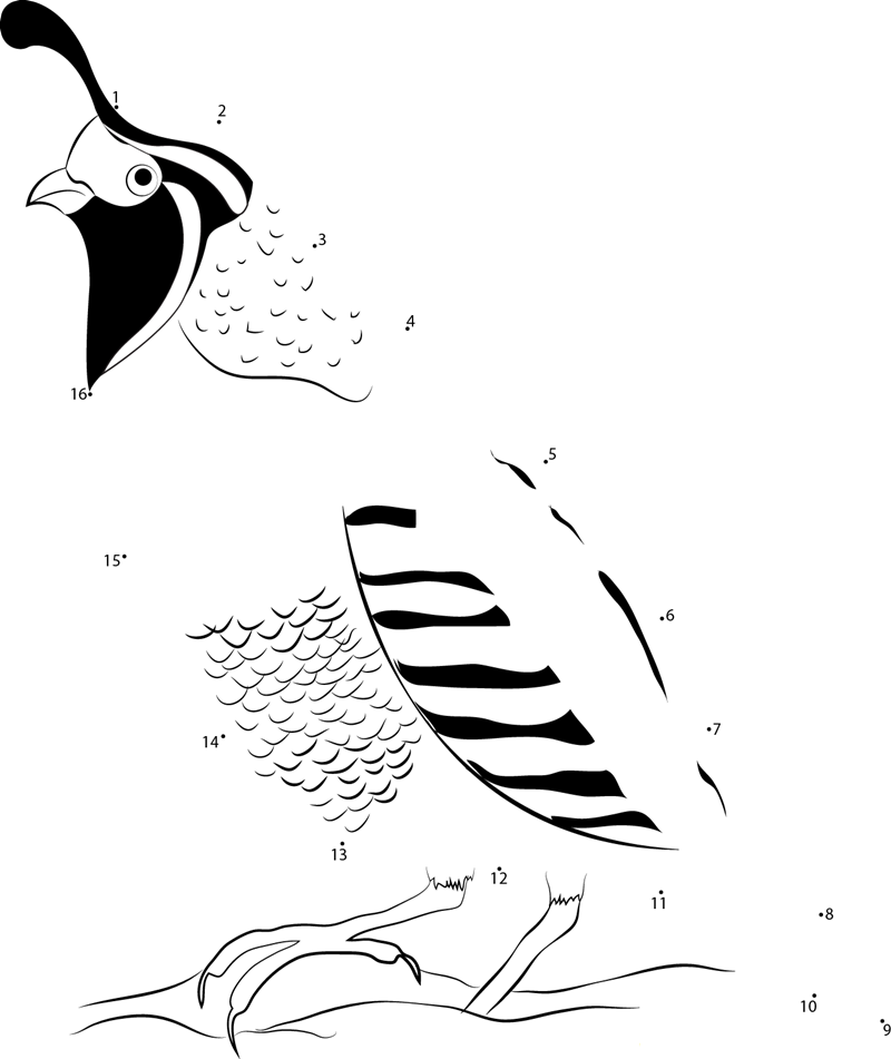 California Valley Quail printable dot to dot worksheet