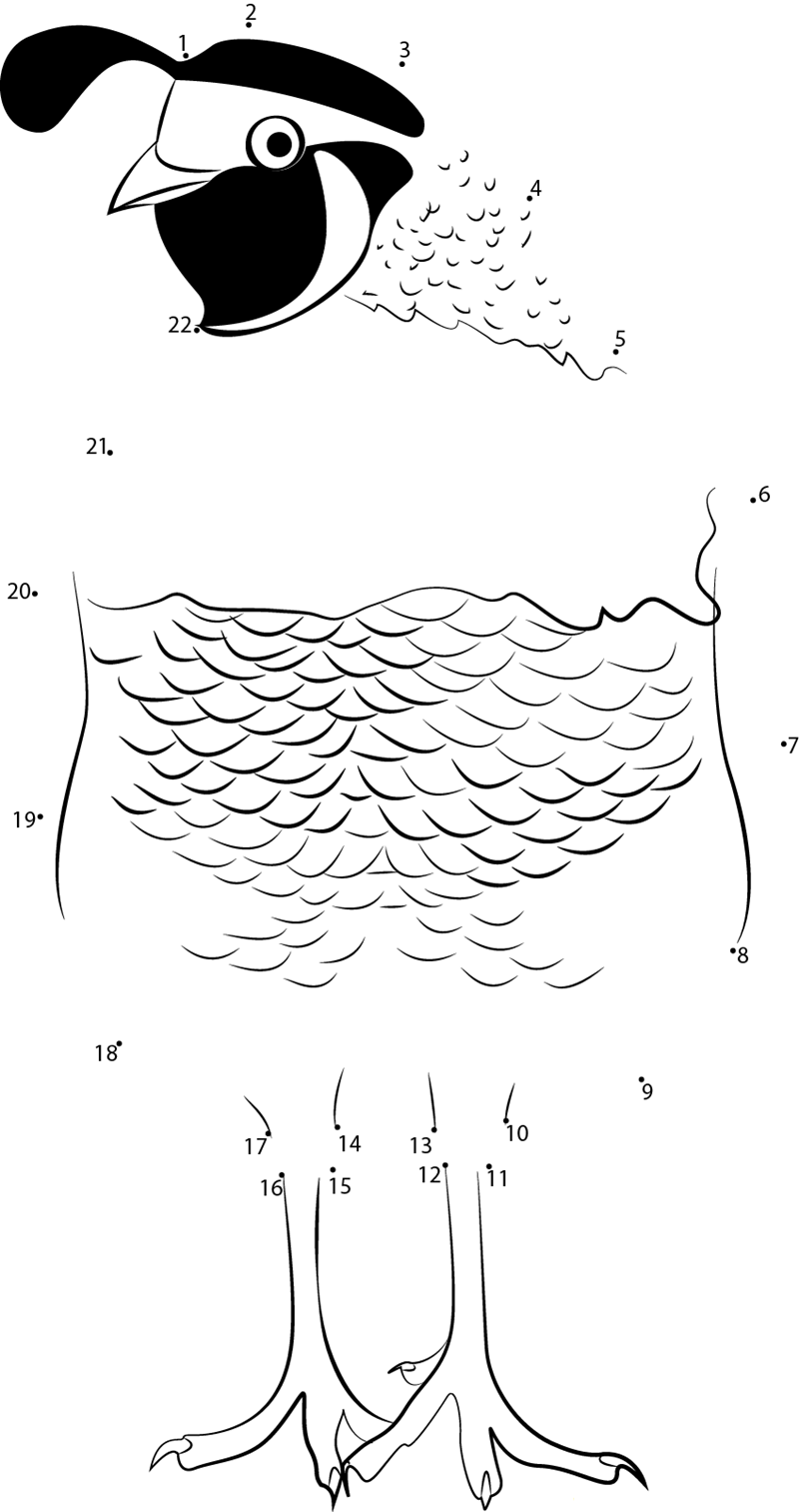 Callipepla Californica printable dot to dot worksheet