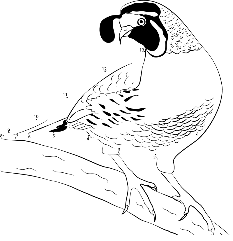 Juvenile Female California Quail printable dot to dot worksheet