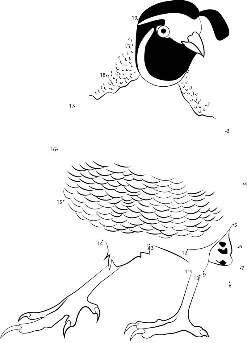 Quail printable dot to dot worksheet