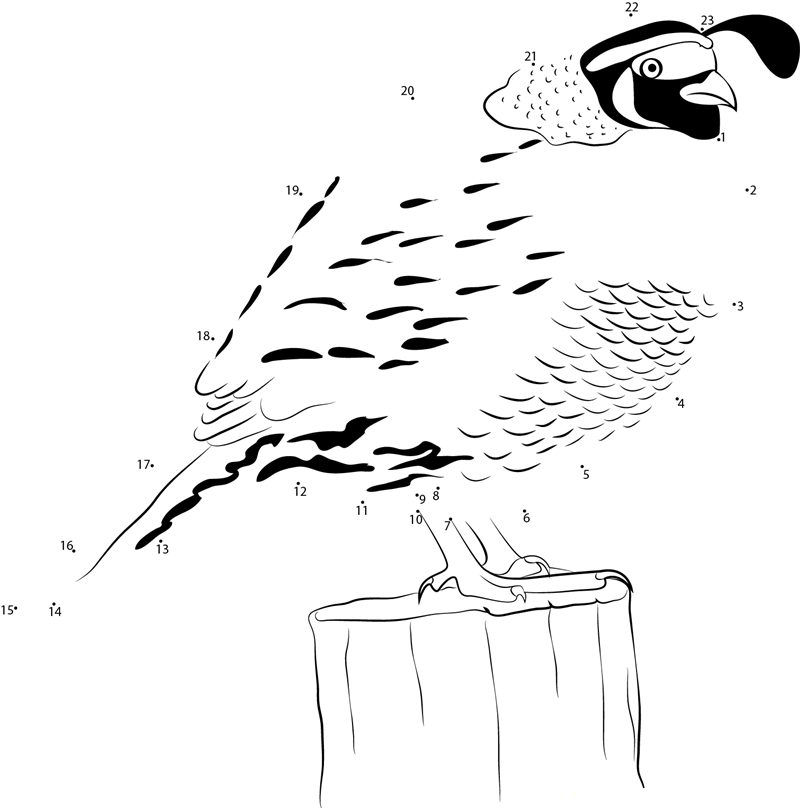 Quail In Bell Vista Shasta County printable dot to dot worksheet