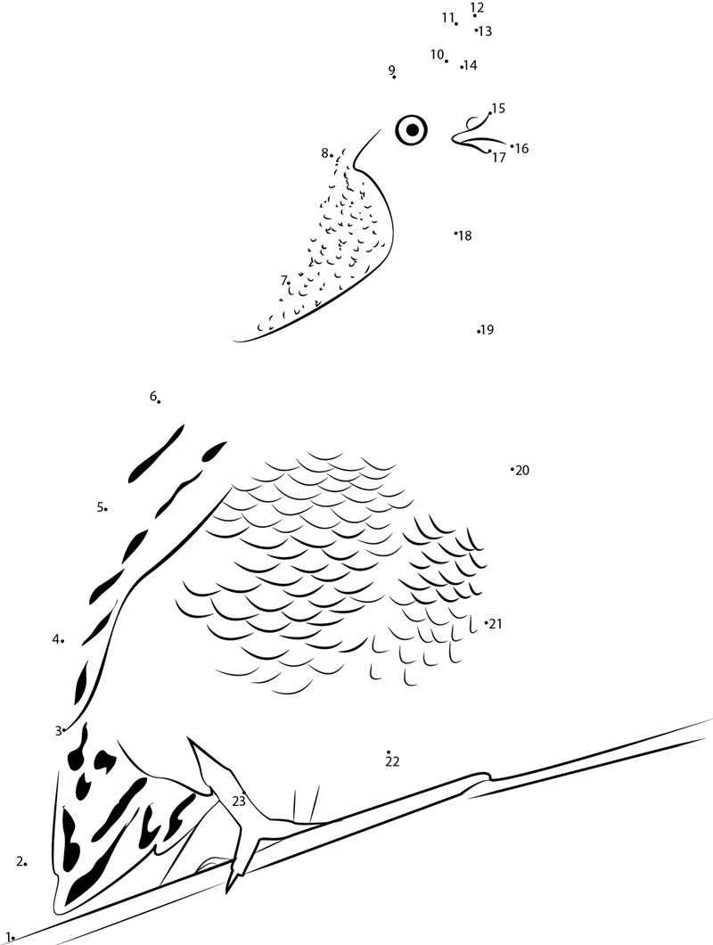 Valley Quail printable dot to dot worksheet