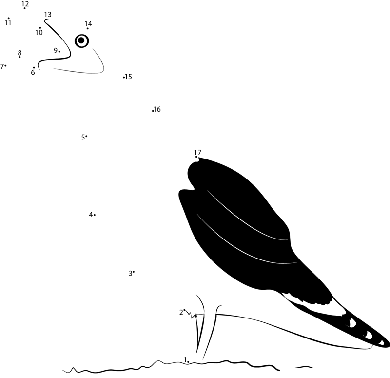 Great Black Gull printable dot to dot worksheet