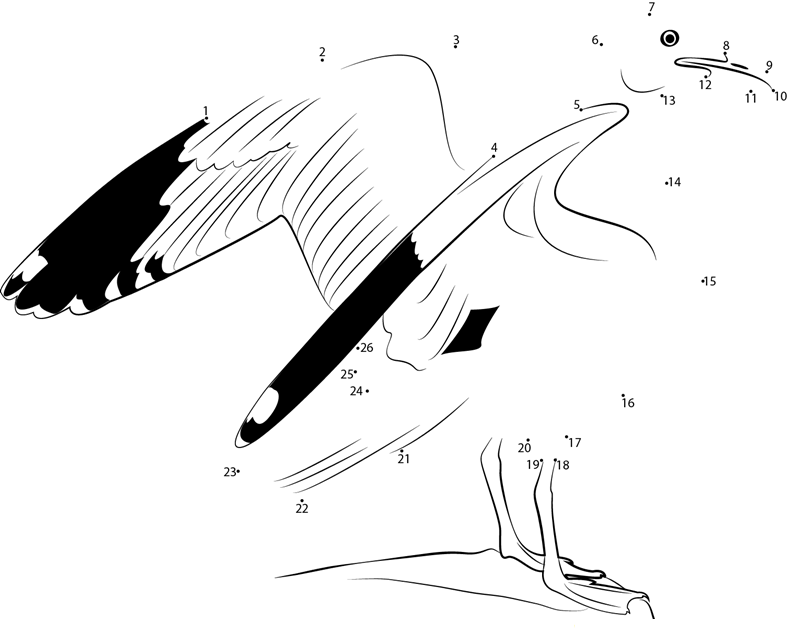 Western Gull printable dot to dot worksheet