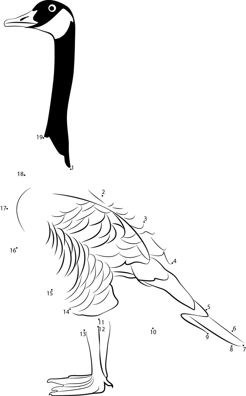 Branta Canadensis printable dot to dot worksheet