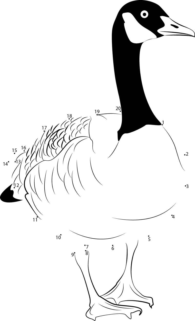 Canada Goose Common British Birds printable dot to dot worksheet