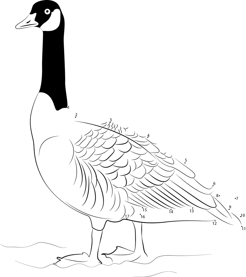 Canada Goose In New Zealand printable dot to dot worksheet