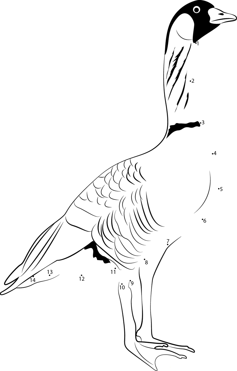 Canadian Goose printable dot to dot worksheet