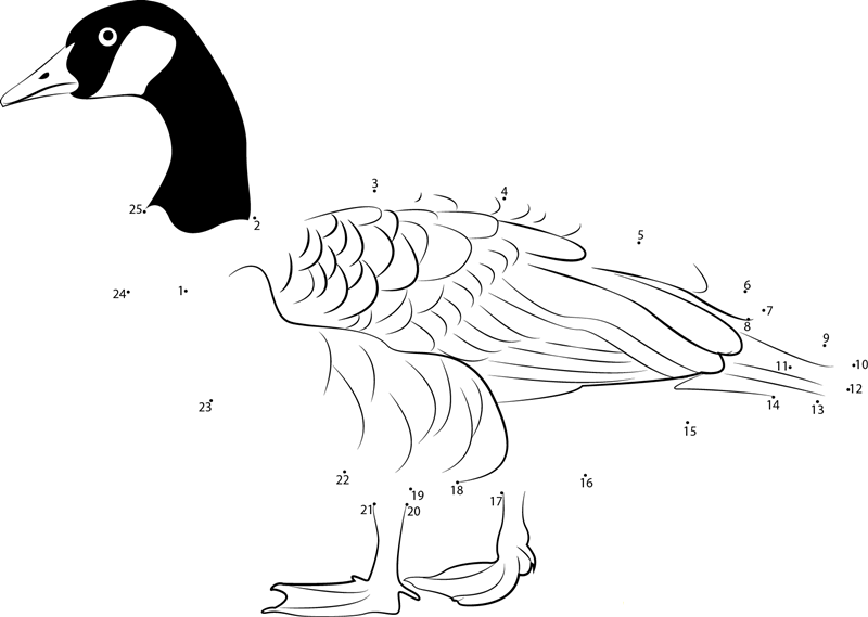 Domestic Goose printable dot to dot worksheet