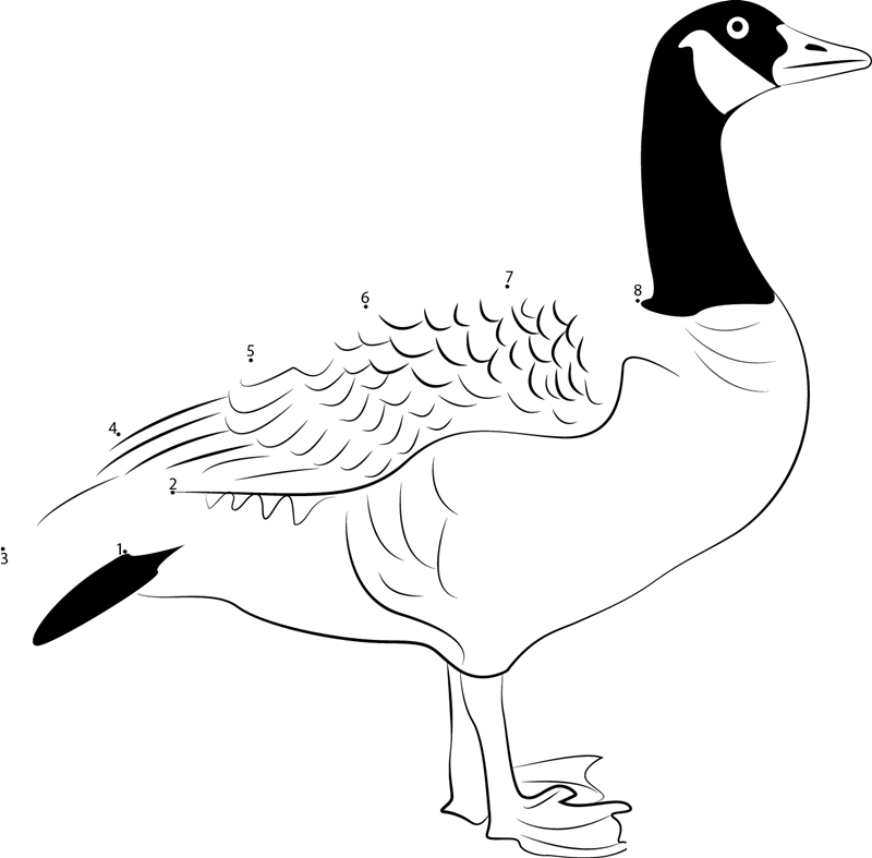 The Majestic Canada Goose printable dot to dot worksheet