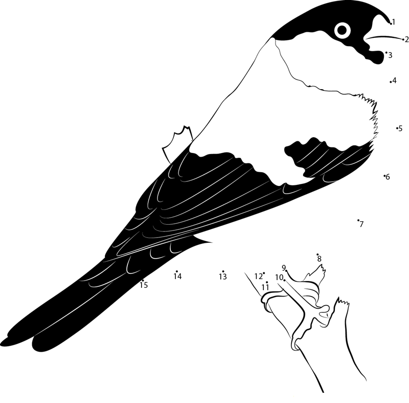 Bullfinch Canary Bird printable dot to dot worksheet