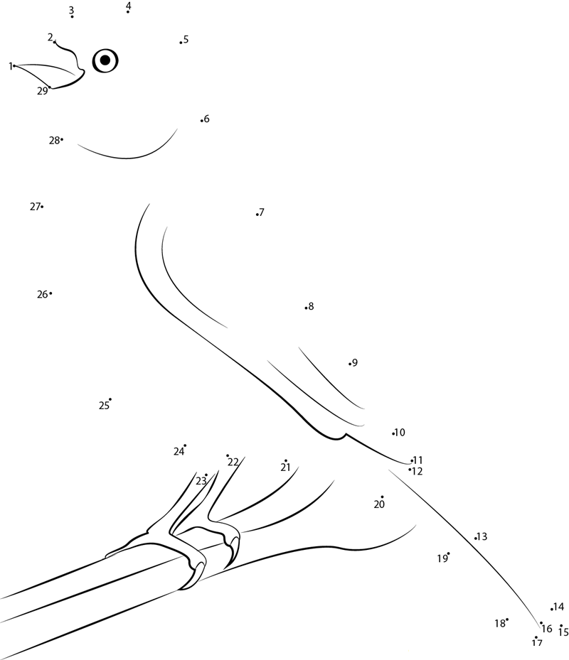 Serinus Canaria printable dot to dot worksheet