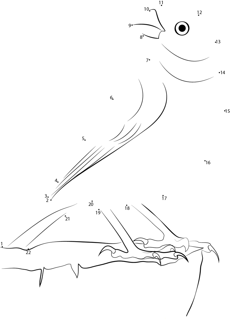 Yellow Fronted Canary printable dot to dot worksheet