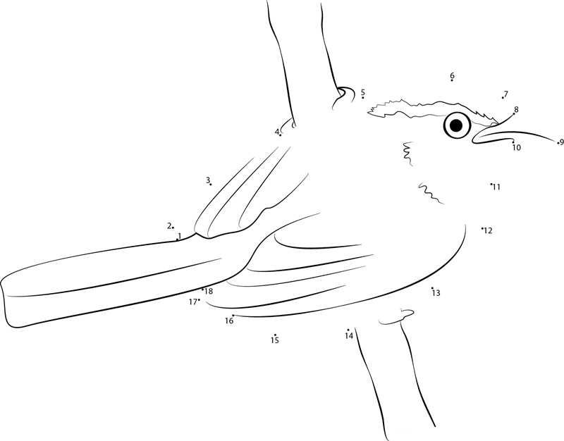 A Carolina Wren dot to dot worksheets