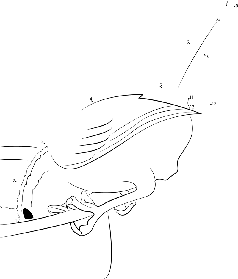 Carolina Wren Drinking Water printable dot to dot worksheet