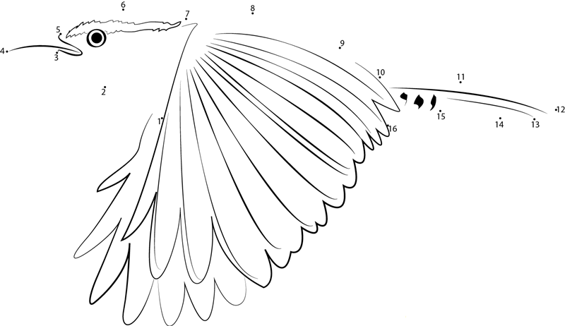 Carolina Wren Fly dot to dot worksheets