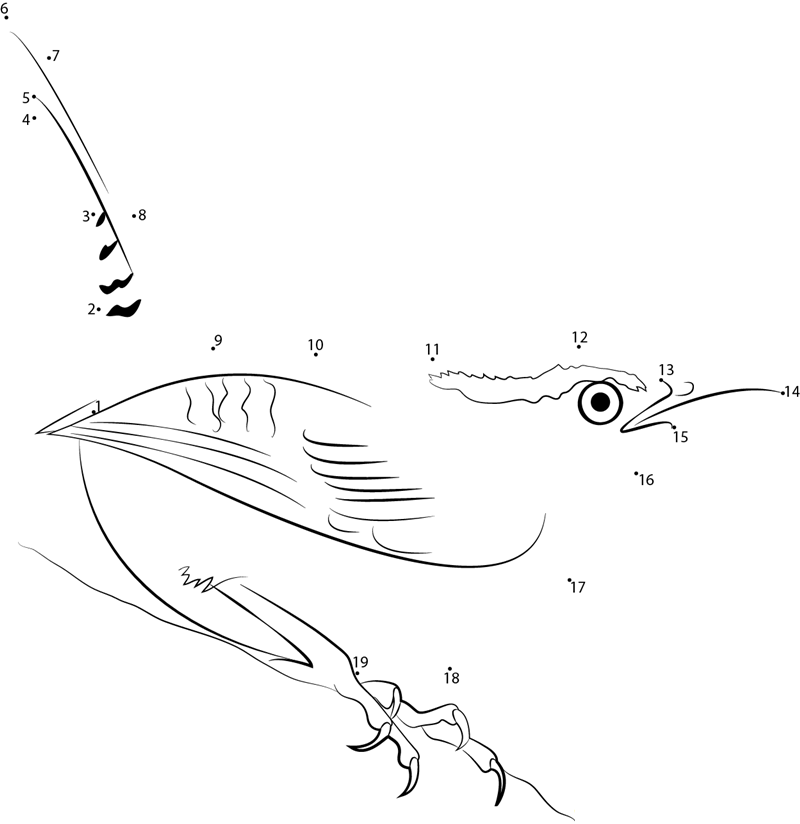 Carolina Wren In New York printable dot to dot worksheet