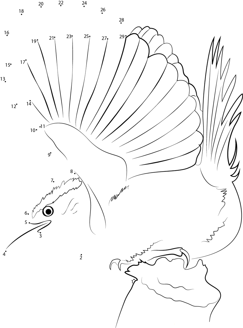 Carolina Wren Mircea Costina dot to dot worksheets