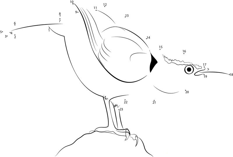 Carolina Wren Ready To Fly printable dot to dot worksheet