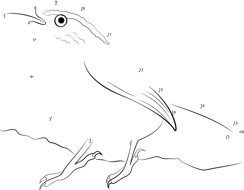 Common Species Of Wren dot to dot worksheets