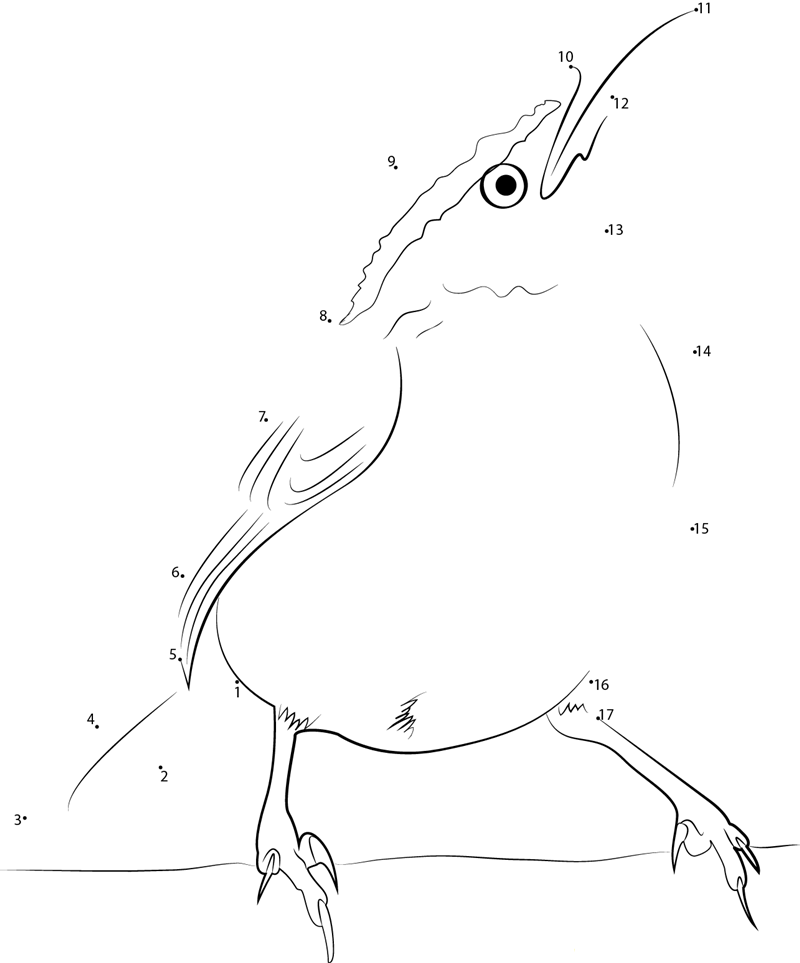 Us Is Home To The Carolina Wren printable dot to dot worksheet