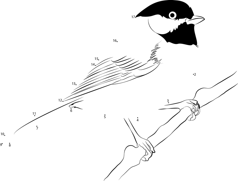 Black Capped Chickadee Winter dot to dot worksheets