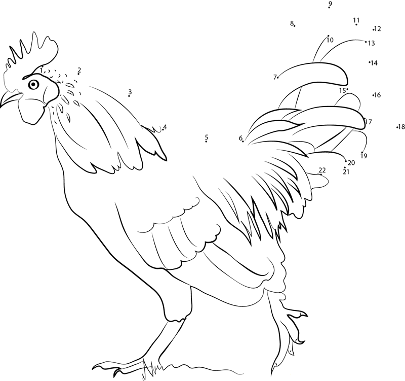 Run Chicken printable dot to dot worksheet