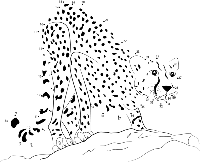 Adult Cheetah printable dot to dot worksheet