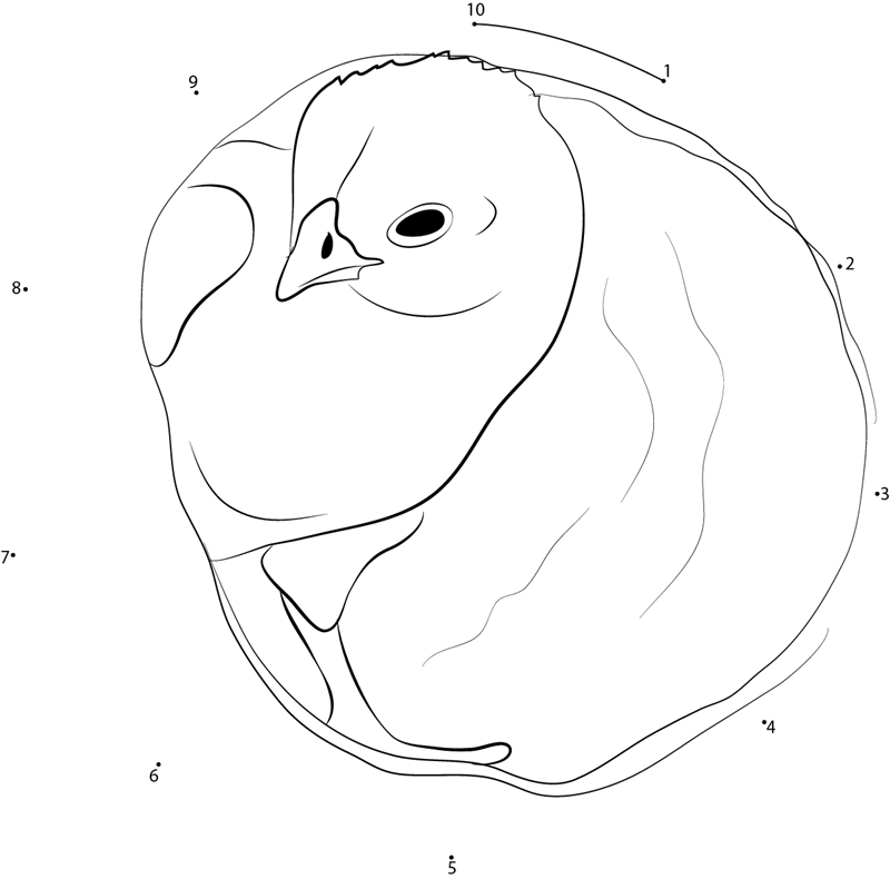 Chicks Chickens Baby Birds dot to dot worksheets