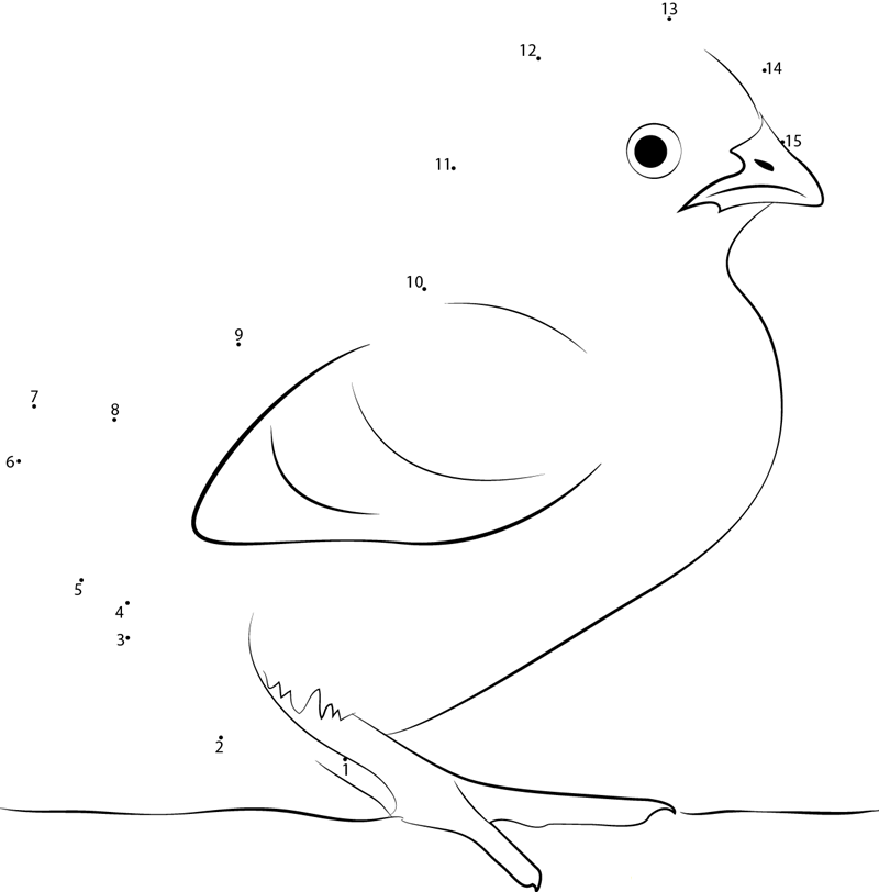 Cute Chicks dot to dot worksheets