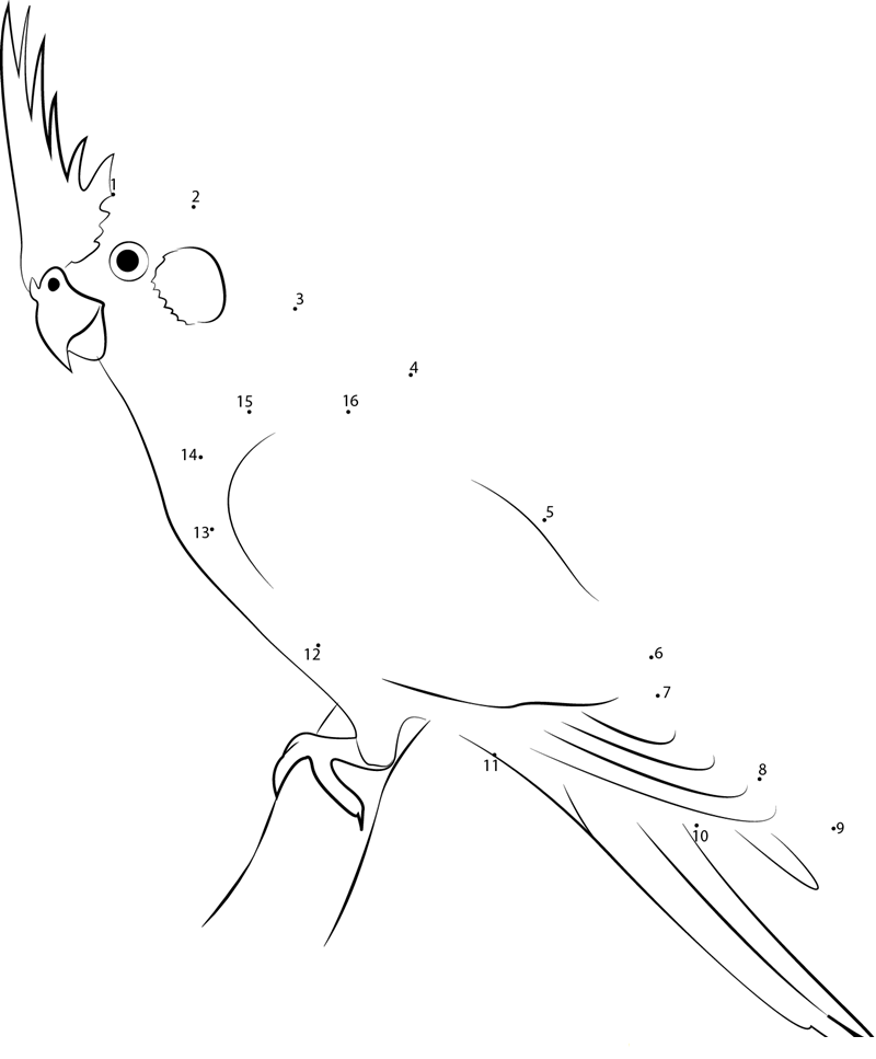 A Cute Cockatiel dot to dot worksheets