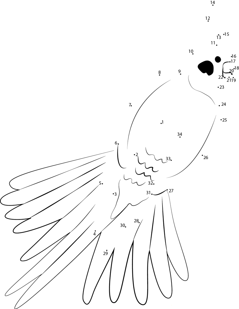 Beautiful Cockatiel dot to dot worksheets