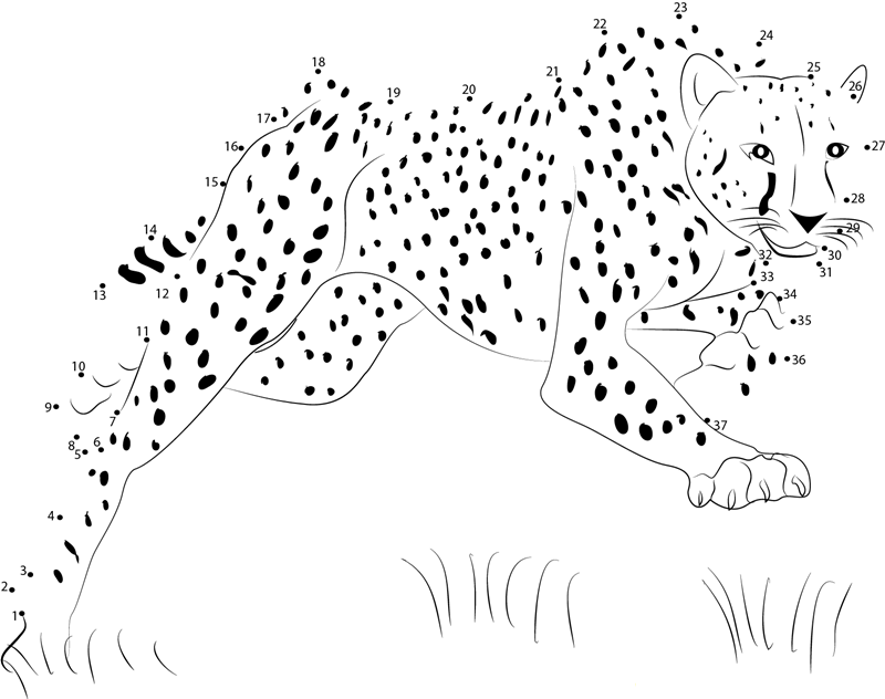 Bouncing Cheetah printable dot to dot worksheet