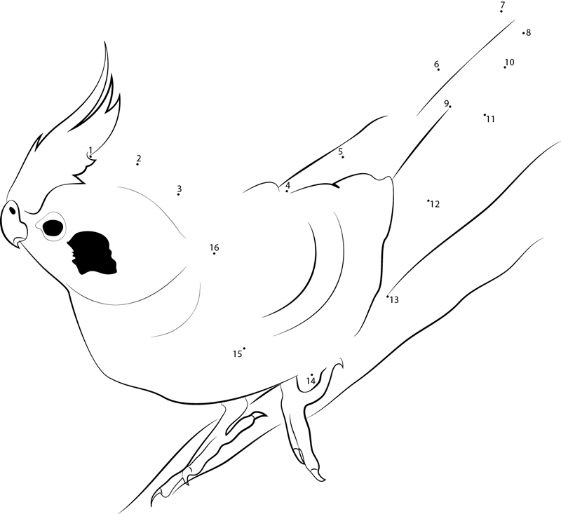 The Difference Colors Of Cockatiels dot to dot worksheets