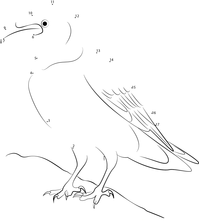 Common Raven Corvus Corax dot to dot worksheets