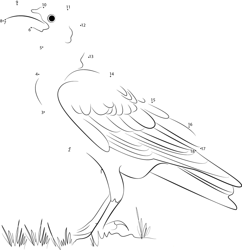 White Necked Raven printable dot to dot worksheet