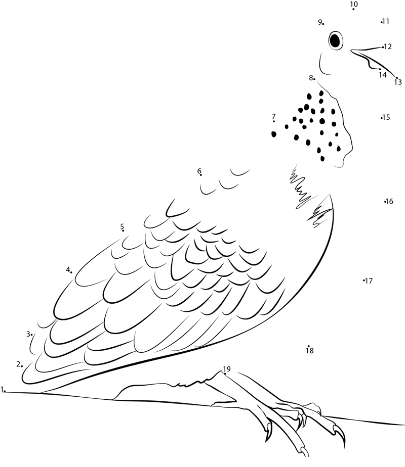 Black Spotted Dove Bird dot to dot worksheets