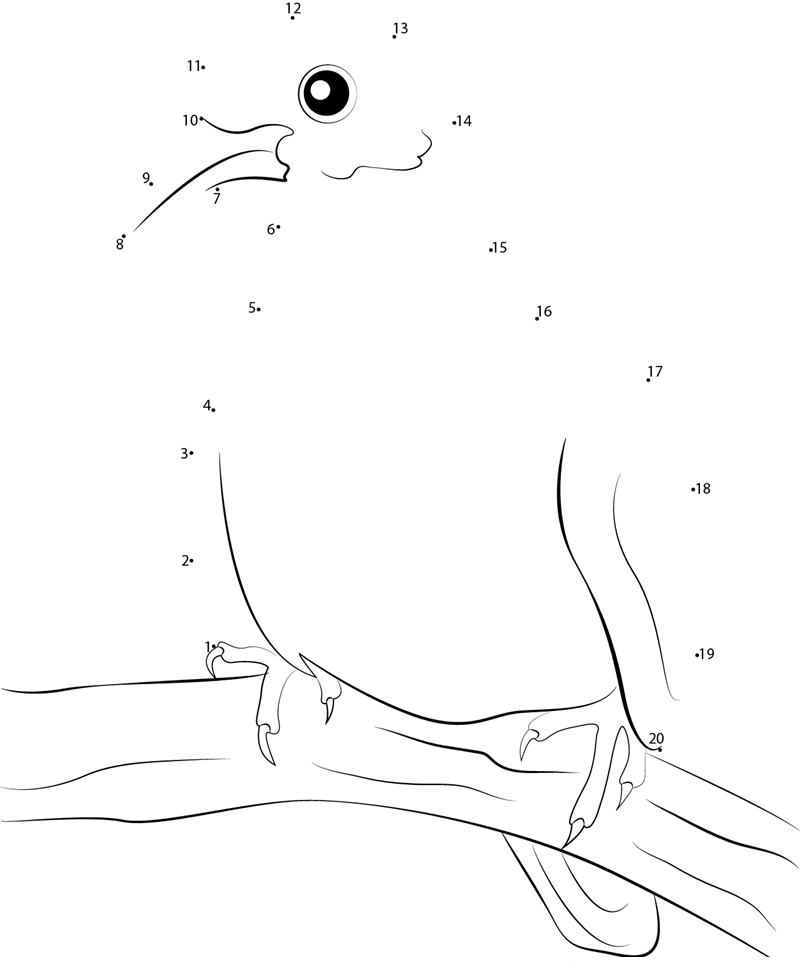 Columbidae printable dot to dot worksheet