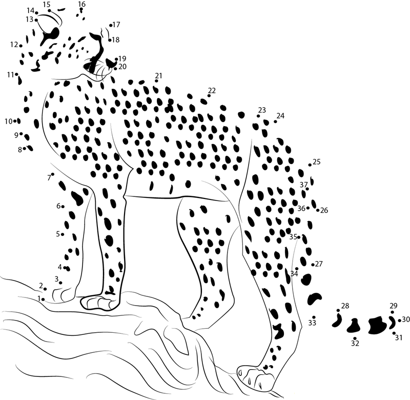 Cheetah Looking printable dot to dot worksheet