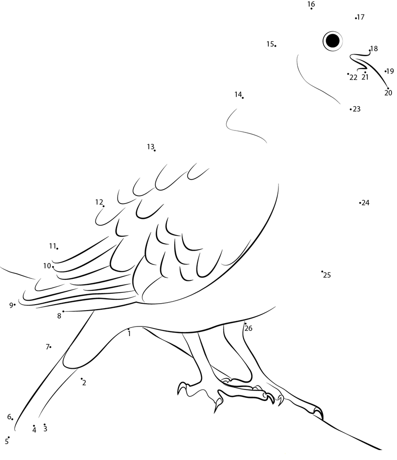 This Rock Dove printable dot to dot worksheet