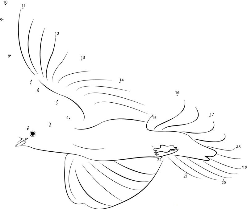 White Dove Bird Flight dot to dot worksheets