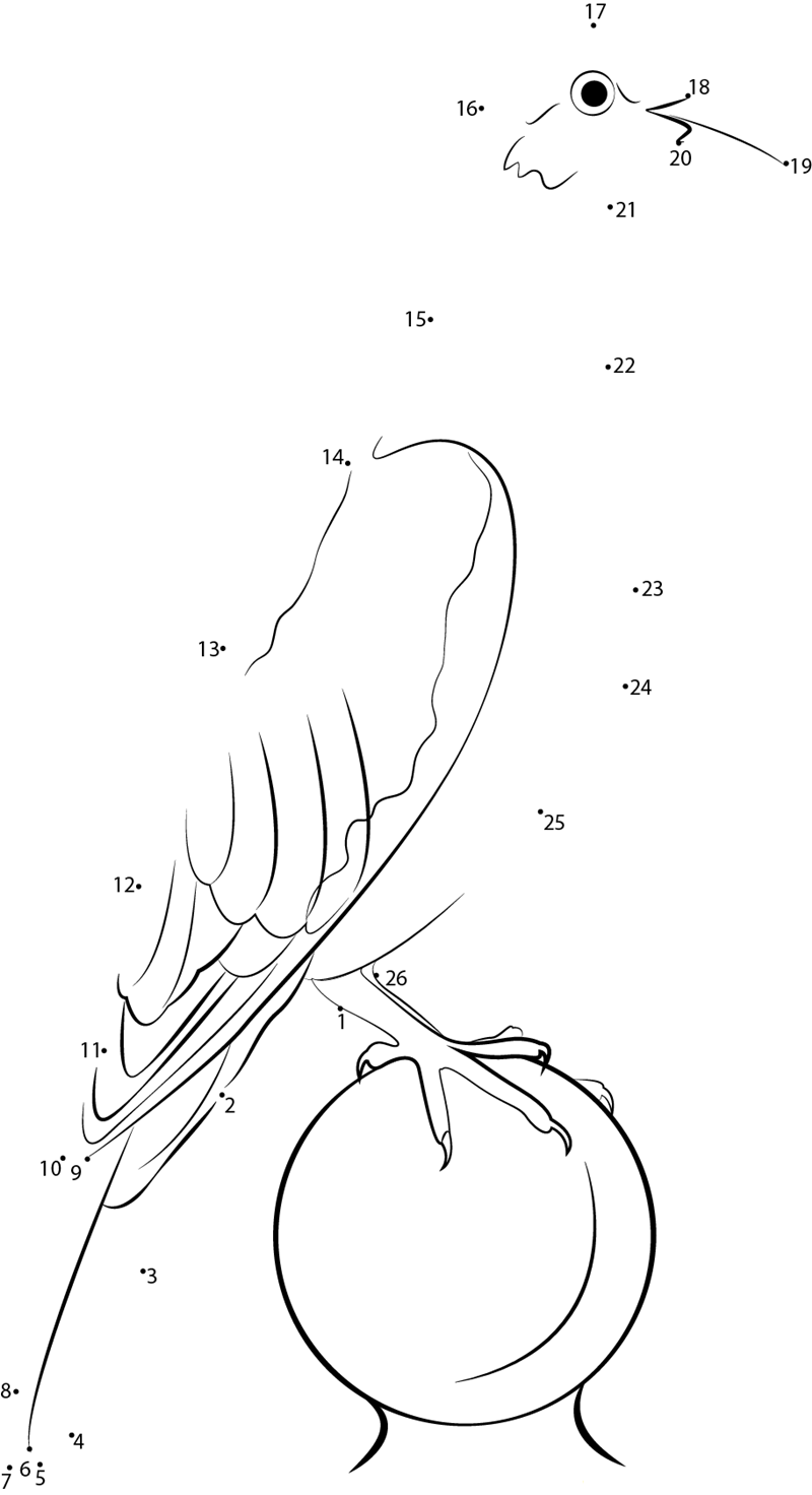 White Winged Dove dot to dot worksheets