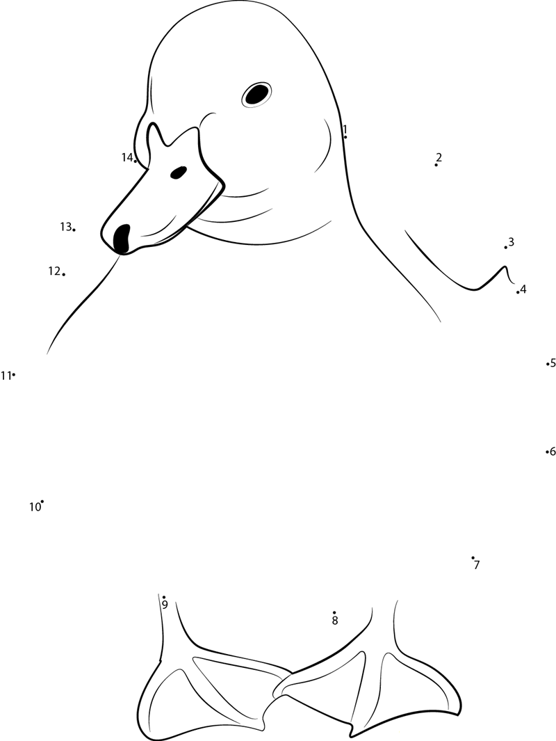 A Beautiful Duck Resting dot to dot worksheets