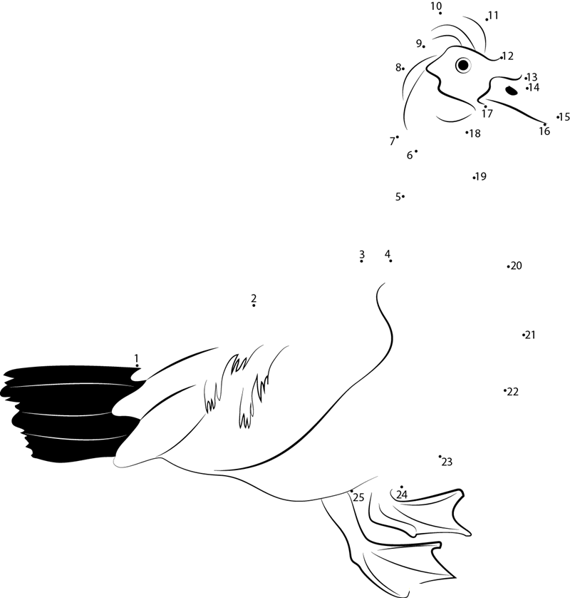 A Beautiful White Muscovy Duck dot to dot worksheets