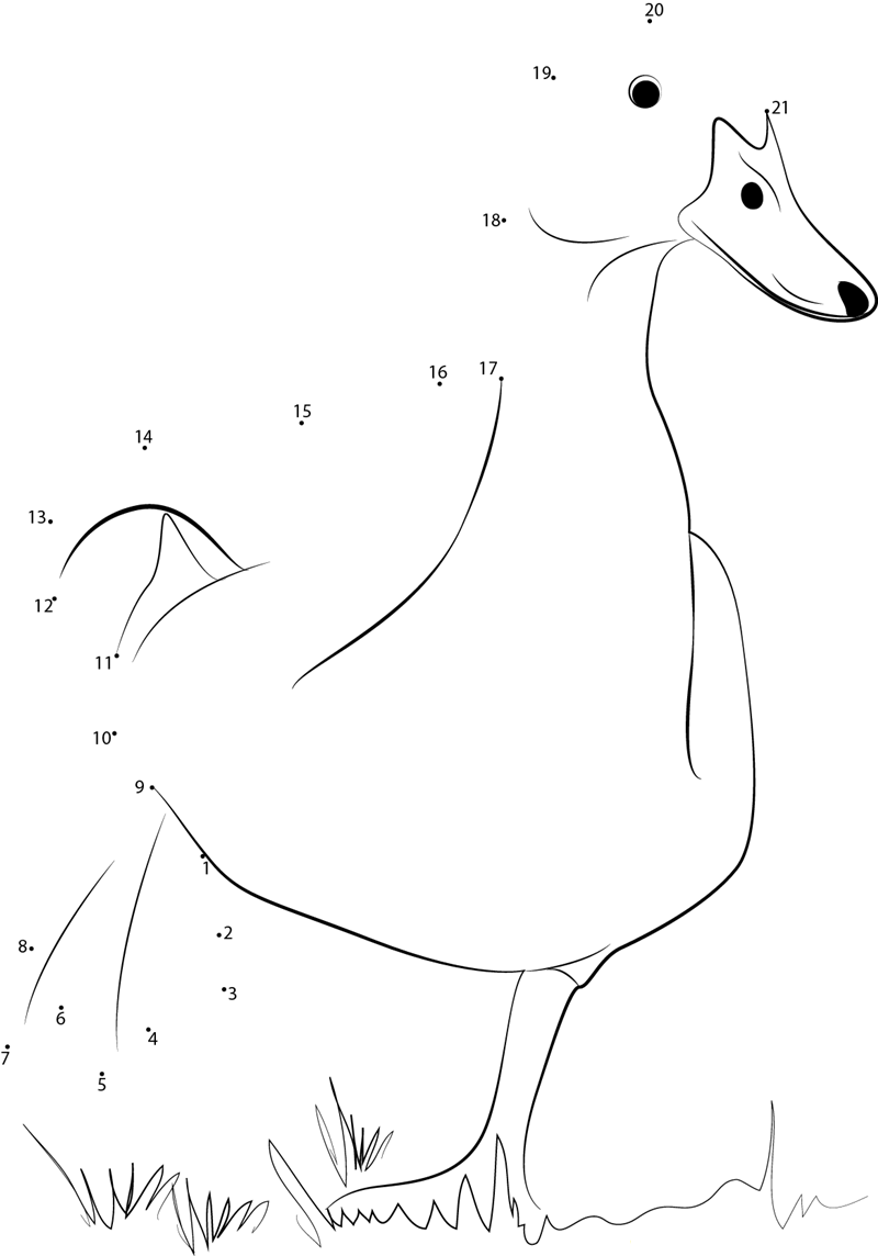 Beautiful White Duck printable dot to dot worksheet