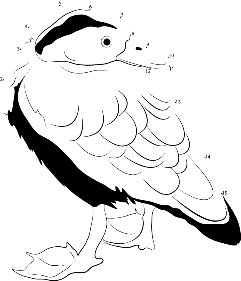 Black Bellied Whistling Duck dot to dot worksheets