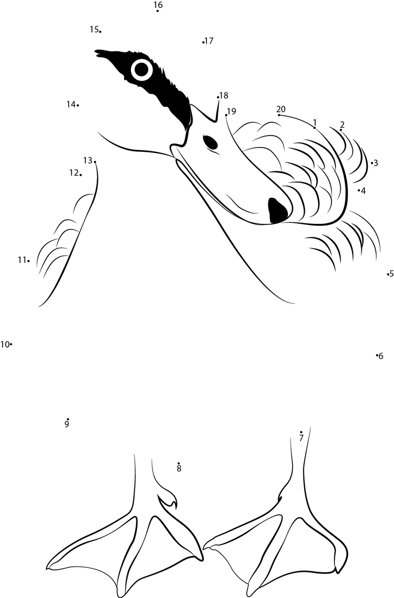 Black Duck dot to dot worksheets