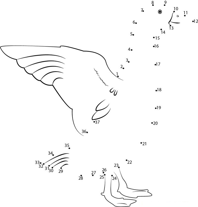 Duck Trying To Fly dot to dot worksheets