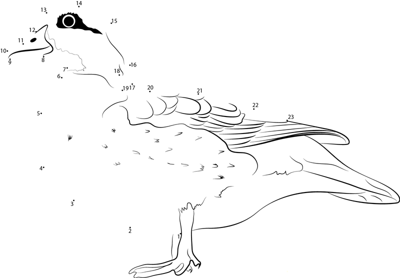 Female Wood Duck dot to dot worksheets